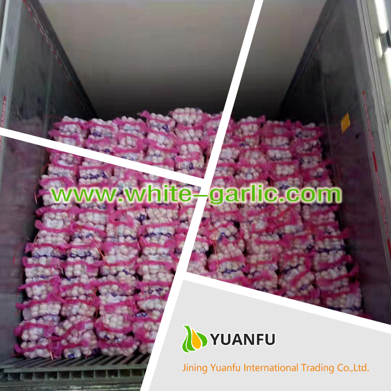 garlic suppliers garlic suppliers